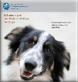 dog_code_brochure.pdf